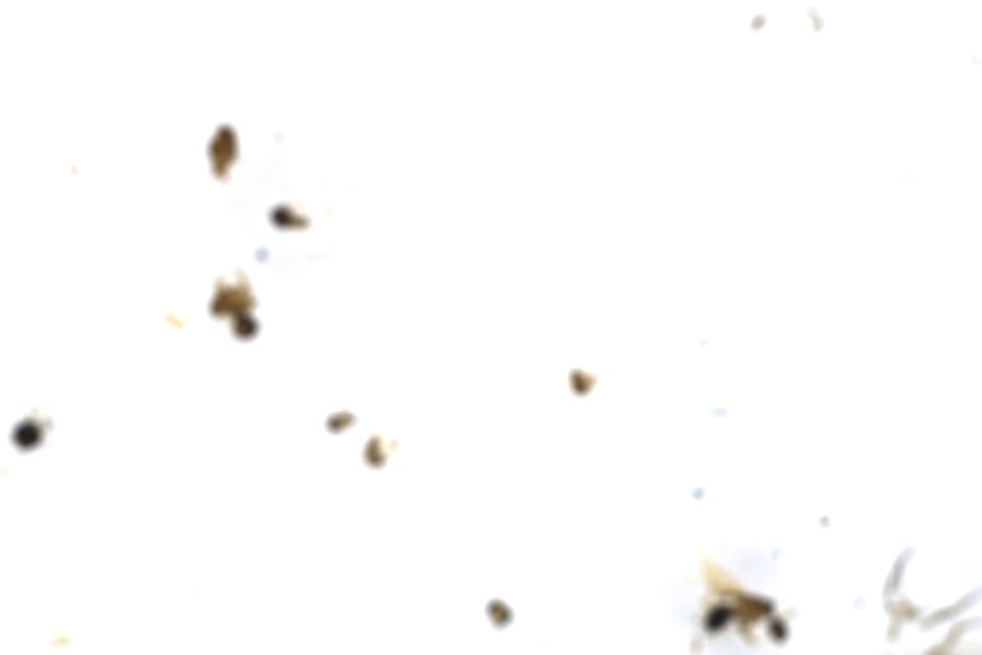 Image 101